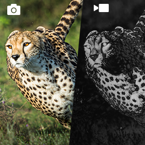 night vision binoculars